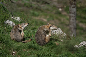 Naklejka premium parco nazionale d'abruzzo 2019