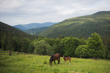 Beautiful rural landscape with brown horses. Little foal and mare grazing in meadow at scenic green mountains background. Horizontal color photography.