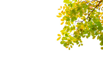 Isolated of beautiful tree branch with colorful leaf on white background. Clipping path and copy space- Image.