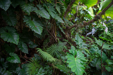 Tropical jungle background of lush green ferns and shiny succulent vine leaves clinging to a tree on a wet hillside 