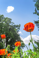 Red poppies flowers growth in summer garden by blue sky