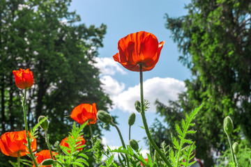 Red poppies flowers growth in summer garden by blue sky