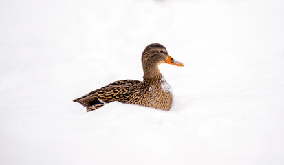 Wild duck sitting in a snowdrift