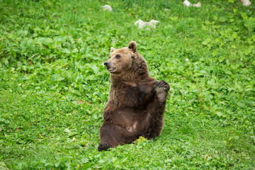 Male Brown Bear Sitting and Stretching its Leg in Green Nature Reserve