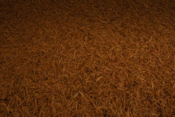 The coniferous tree falls