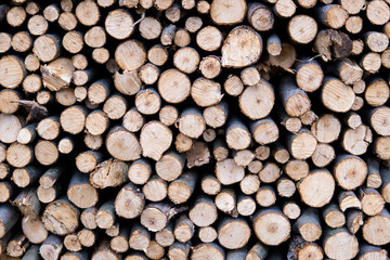 Birch firewood.