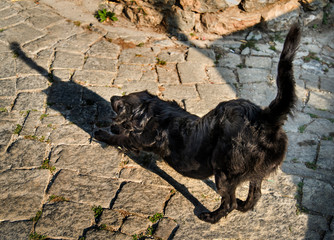  Black Dog Stretching casting long shadow