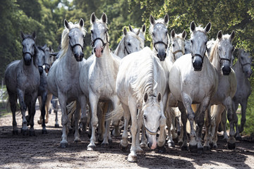 Kladruber horse. With its history more than 400 years in the row, Kladruber horses represent the oldest Czech indigenous breed of Horses wat was created - probably as the only breed in the world.
