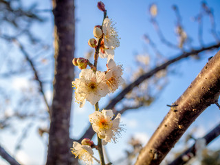 【静岡県伊豆市】白梅の花【修善寺梅林】