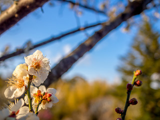 【静岡県伊豆市】白梅の花【修善寺梅林】