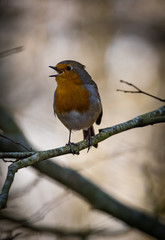 Fototapeta premium Singing robin bird on a tree branch