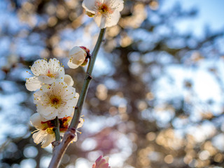 【静岡県伊豆市】白梅の花【修善寺梅林】