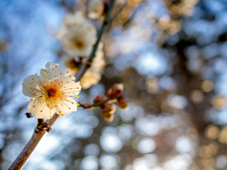 【静岡県伊豆市】白梅の花【修善寺梅林】
