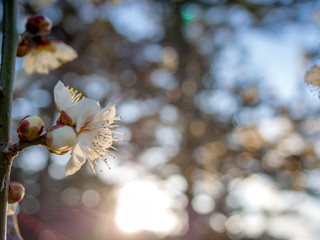 【静岡県伊豆市】白梅の花【修善寺梅林】