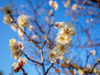 【静岡県伊豆市】白梅の花【修善寺梅林】