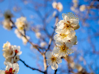 【静岡県伊豆市】白梅の花【修善寺梅林】