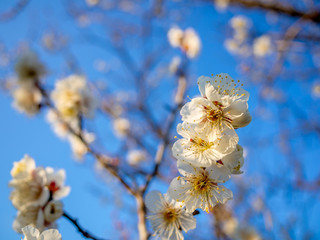 【静岡県伊豆市】白梅の花【修善寺梅林】