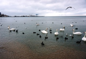 Obraz premium swans, ducks and seagulls in the sea at the sandy coast in the city of Anapa.......