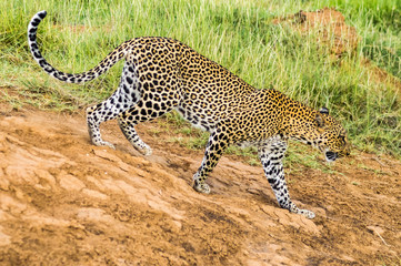 A leopard walking in the forest in Samburu Park