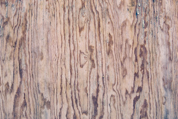 Pine board.Background for your project.