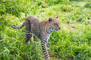 A leopard walking in the forest in Samburu Park