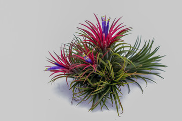 Close up Tillandsia on isolate white background. Tillandsia plant commonly known as Airplants.