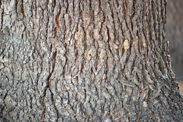 Italia Calabria pino marittimo corteccia primo piano texsture