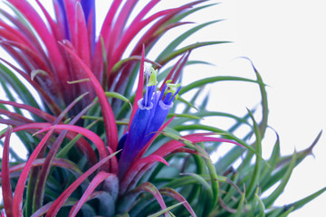 Naklejka premium Close up Tillandsia on isolate white background. Tillandsia plant commonly known as Airplants.