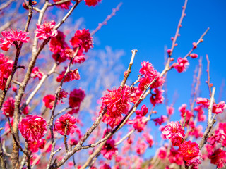 【静岡県伊豆市】紅梅の花【修善寺梅林】