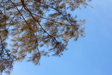 Conifer branches against the blue sky.