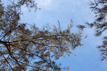 Conifer branches against the blue sky.