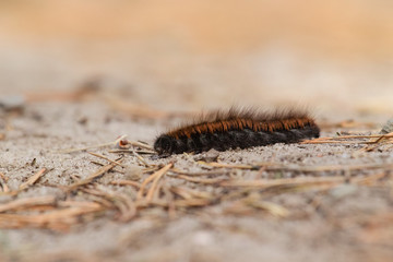 Detail of a brown caterpillar walking along a forest road, strewn with pine needles.