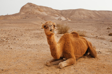Camel in desert in Israel, Negev