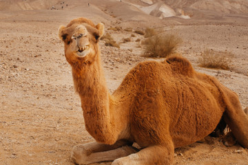 Camel in desert in Israel, Negev