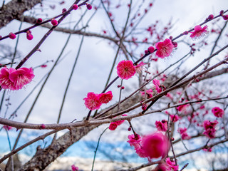 【静岡県伊豆市】紅梅の花【修善寺梅林】