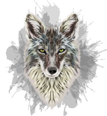 Coyote Portrait - Vector illustration - Grunge art