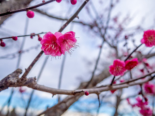 【静岡県伊豆市】紅梅の花【修善寺梅林】