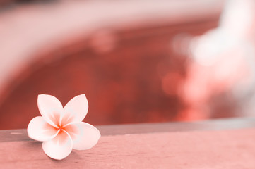 Pool with blue clear water frangipani flower, Plumeria. Colour of the year 2019 Pantone - Living Coral 