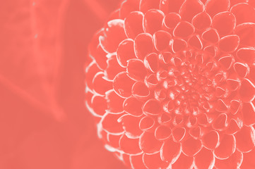 Dahlia, flower background, close-up  in Colour of the year 2019 Pantone - Living Coral