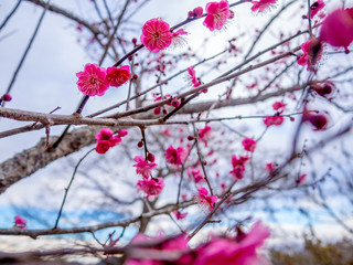 【静岡県伊豆市】紅梅の花【修善寺梅林】