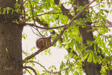 Cute brown wild squirrel sitting at tree branch and eating walnut happily. Spring sunny morning. Horizontal color photography.
