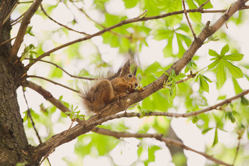 Cute brown wild squirrel sitting at tree branch and eating walnut happily. Spring sunny morning. Horizontal color photography.