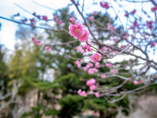【静岡県伊豆市】紅梅の花【修善寺梅林】