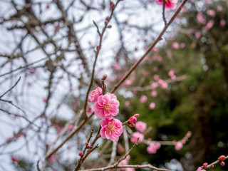 【静岡県伊豆市】紅梅の花【修善寺梅林】