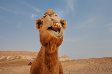 Camel in Israel desert, funny close up