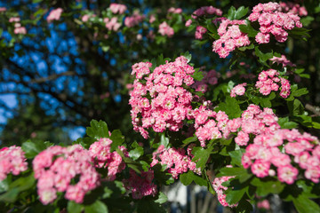 Close up view of beautiful pink blooming tree isolated on blue sky background. Horizontal color photography.