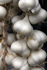 Garlic