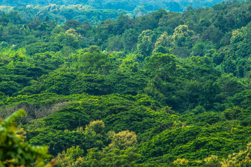 Fototapeta na wymiar Tropical forests, remote view.