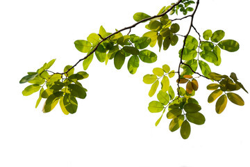 Isolated of beautiful tree branch with colorful leaf on white background. Clipping path and copy space- Image.