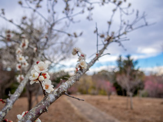 【静岡県伊豆市】白梅の花【修善寺梅林】